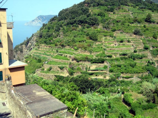 terraces terraces